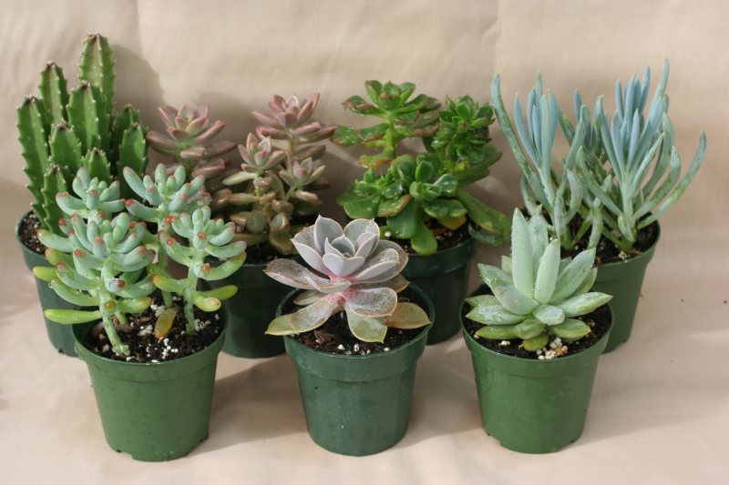 3" pot Succulent assortment